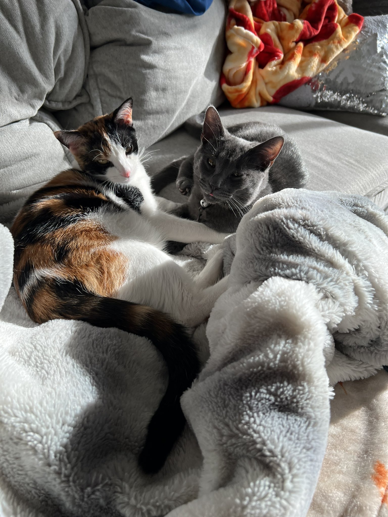 Two cats, one a calico cat and one a gray cat, curled up on a couch