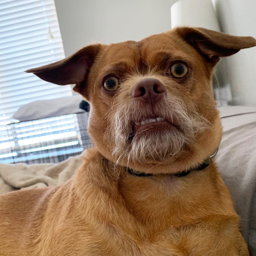 Bacon the dog looking shocked