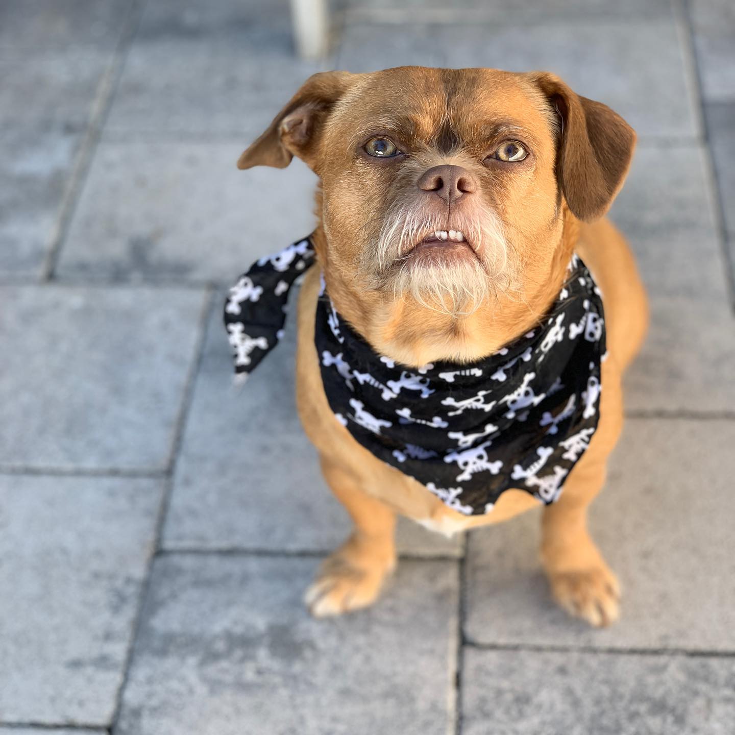 Bacon the dog wearing bandana around his neck and staring into camera.