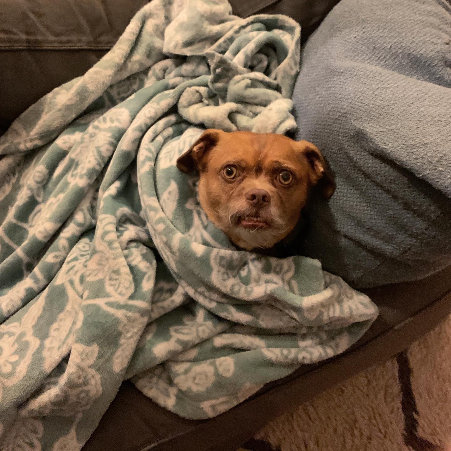 Bacon the dog sitting in pile of blankets