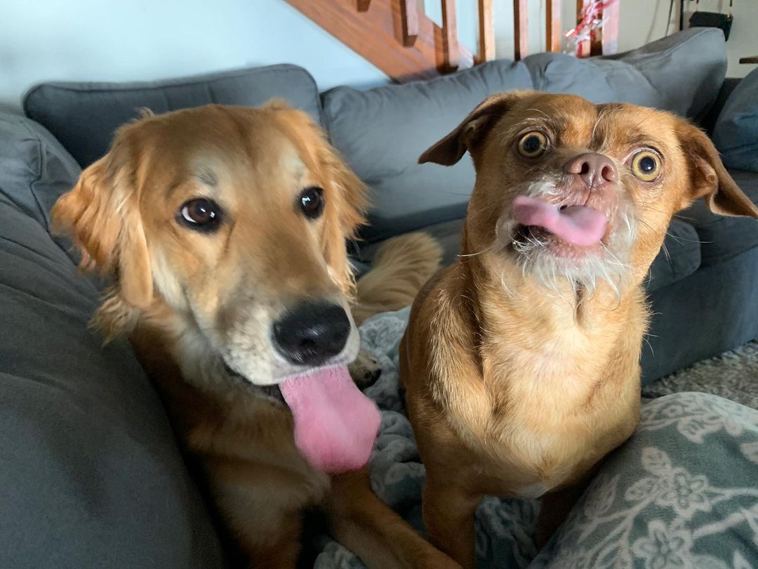 two dogs with their tongues out sitting on a sofa. Bacon, on the right, looks surprised.