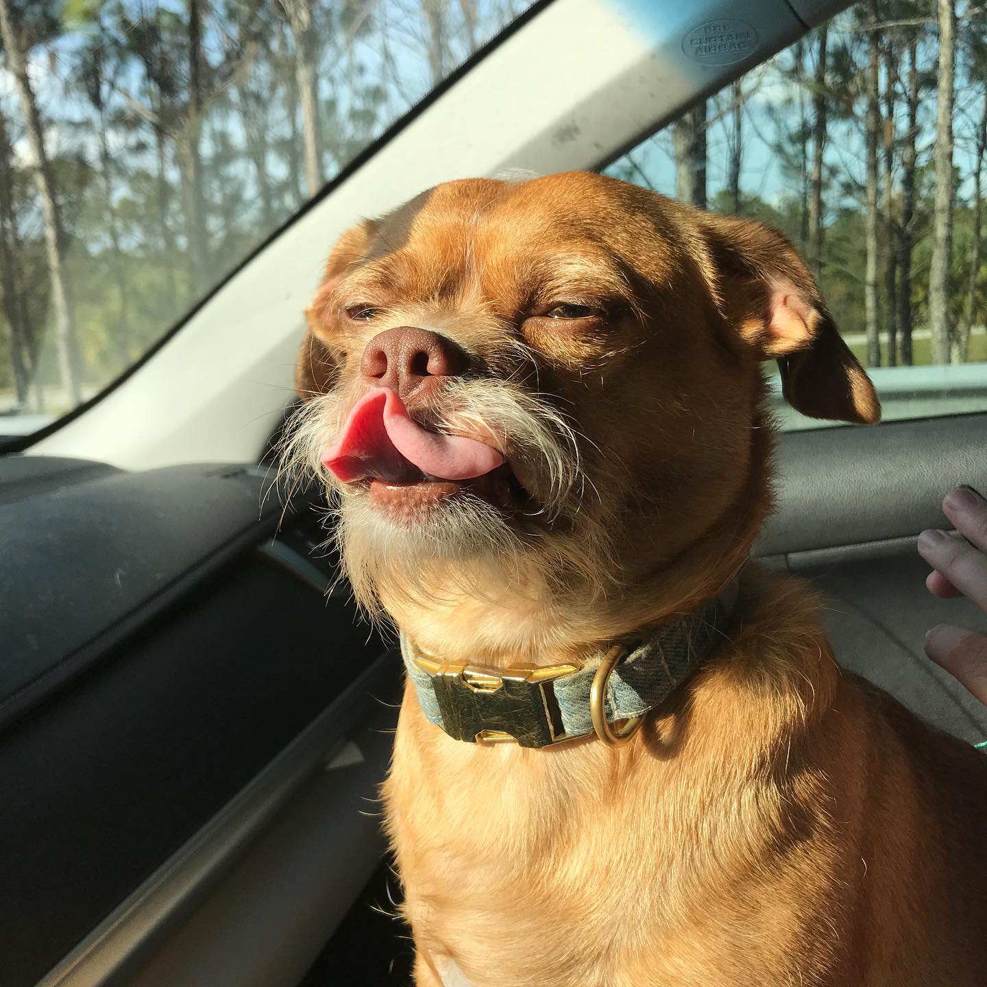 Bacon the dog riding in the car with his tongue curled outside his mouth