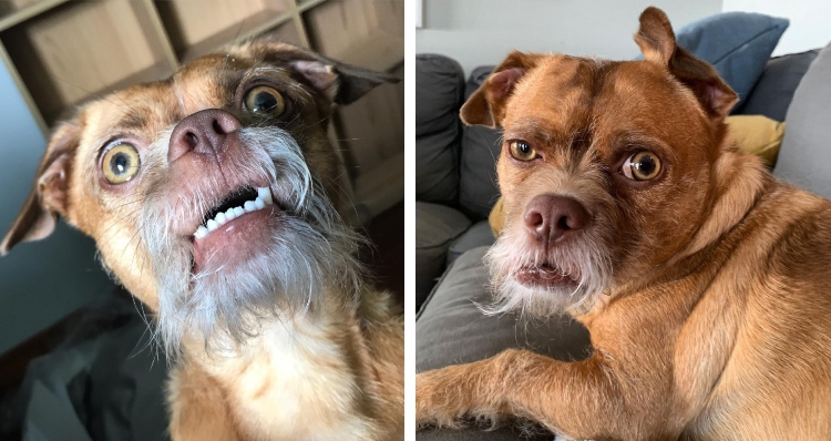 Bacon the dog making very human facial expressions