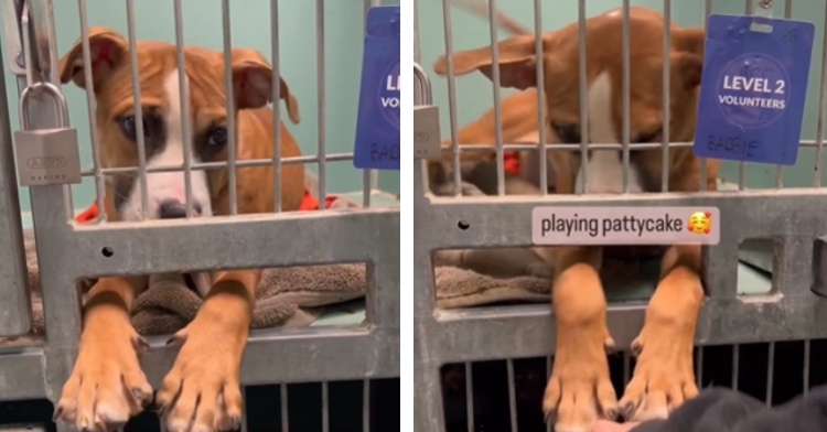 Barbie the shelter dog sticking paws through cage to get attention.