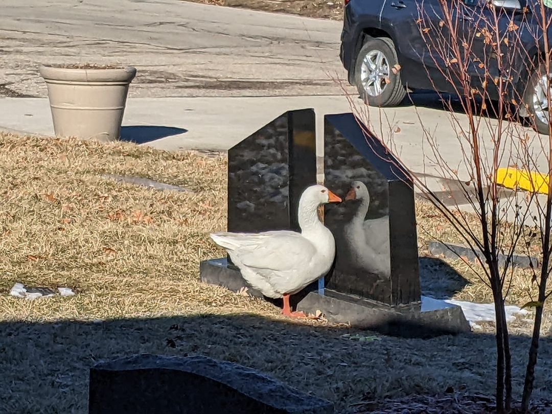 Blossom the goose looking at her reflection in a tombstone.