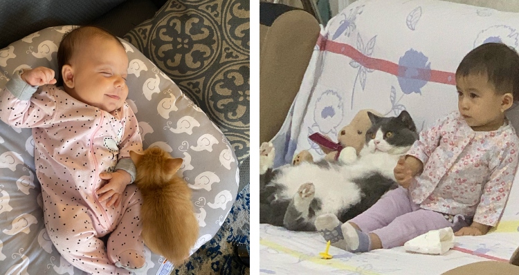 cats cuddling with sleeping infant and watching tv with toddler