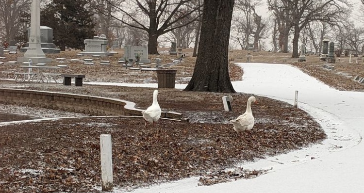 two geese walking together through cemetery.
