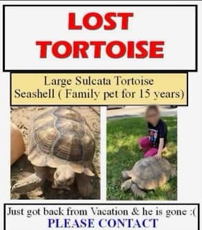 Lost tortoise poster reading "Lost Tortoise, large Sulcata Tortoise, Seashell (Family pet for 15 years), Just got back from Vacation & he is gone :( Pease contact."