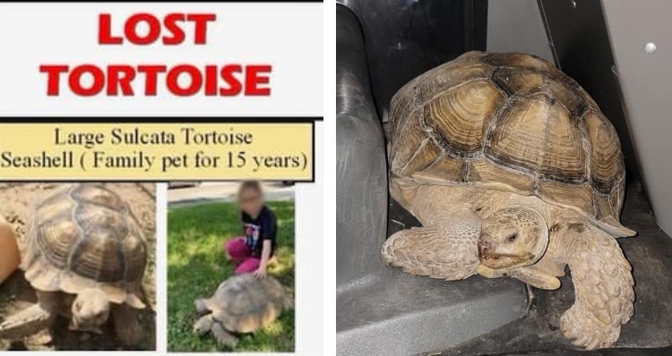 Lost tortoise poster and Seashell the tortoise