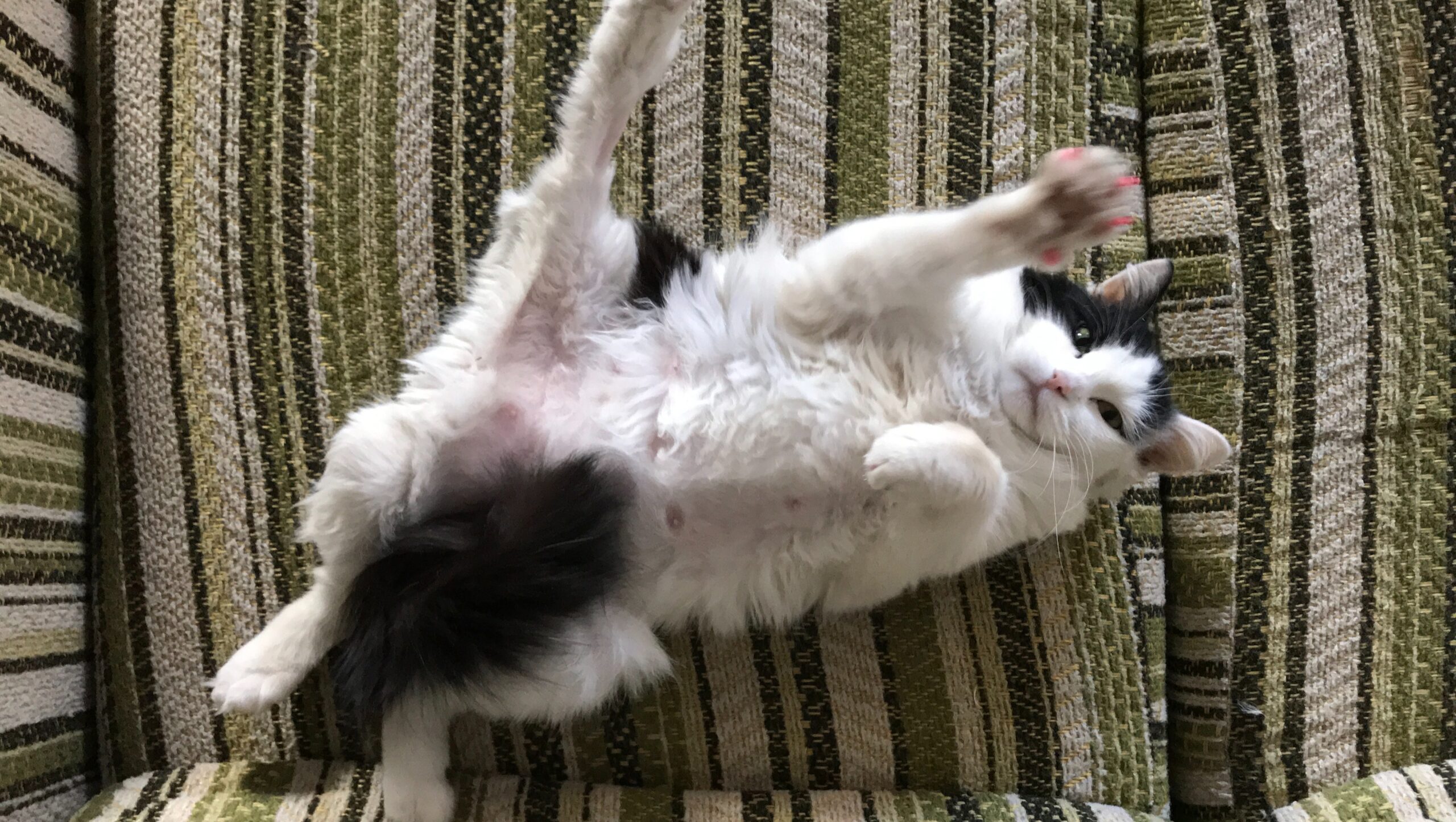 Lu the five-legged cat lying on back with limbs in air