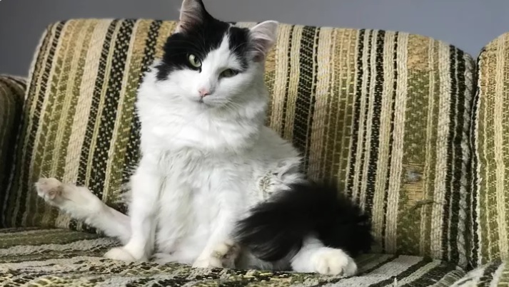 Lu, a black and white fluffy cat with an extra leg