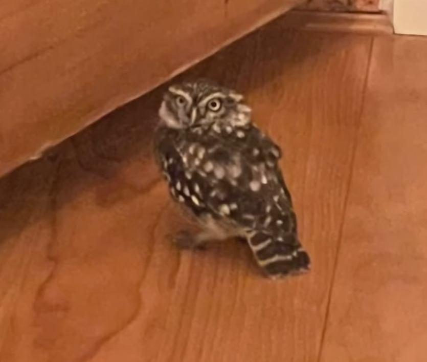 Mr. Hoot the owl inside standing on a wooden floor
