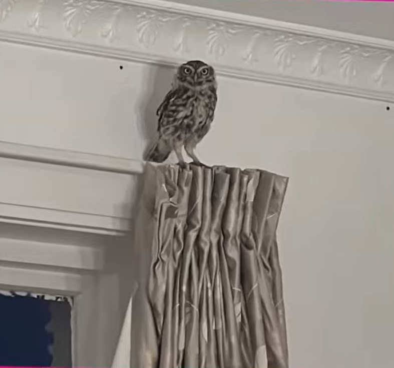 Mr. Hoot the owl inside Rory's house, sitting on a curtain rod.