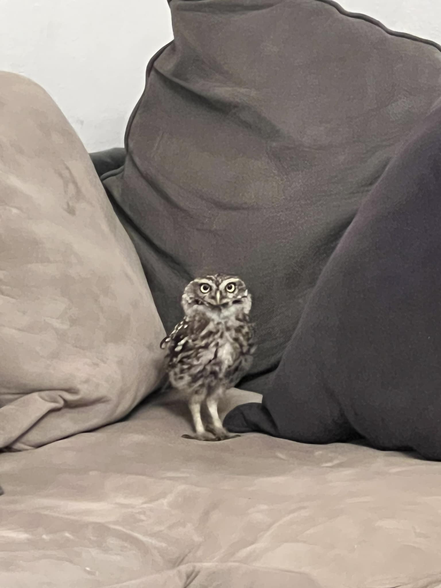 Mr. Hoot the owl sitting on a sofa