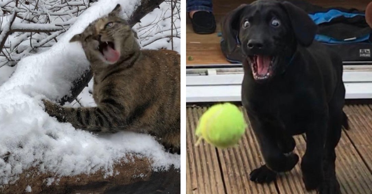 cat and dog with surprised faces
