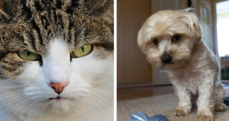 angry looking cat and guilty dog