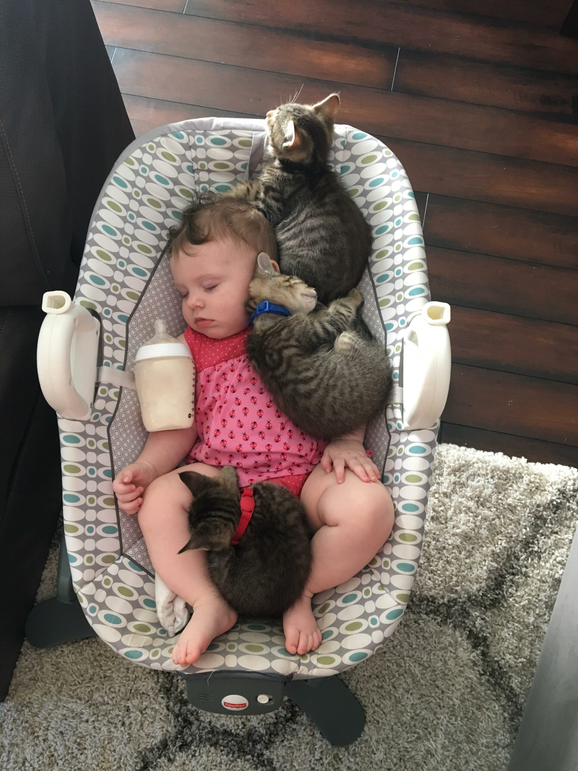 three kittens snuggled up to sleeping baby in infant carrier