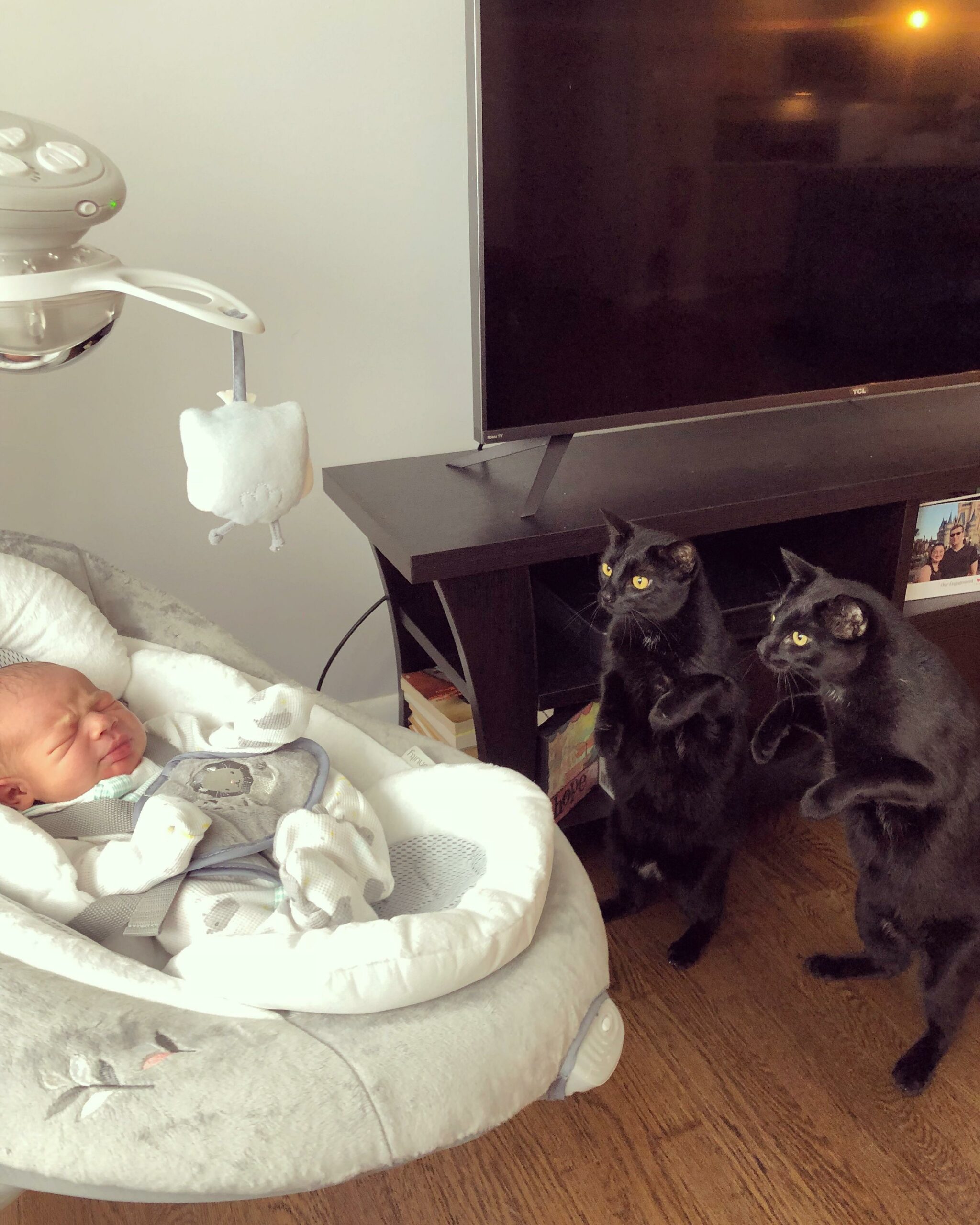 two black cats standing on hind legs looking at new infant