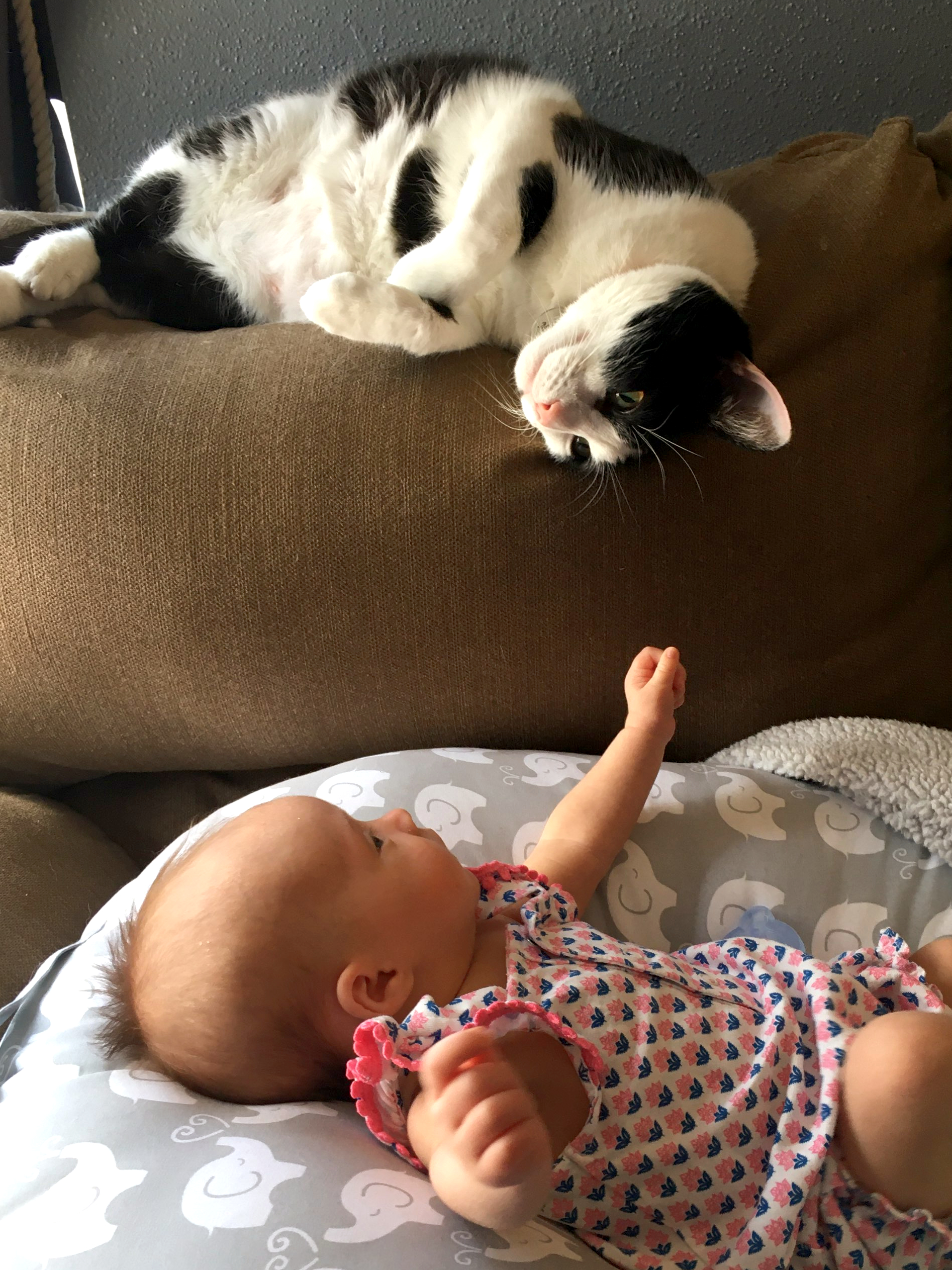 black and white cat hanging off back of sofa looking at new baby