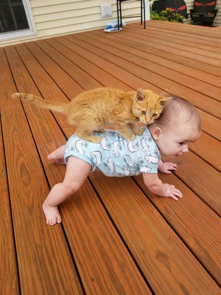 An orange kitten standing on a baby's back as they crawl.