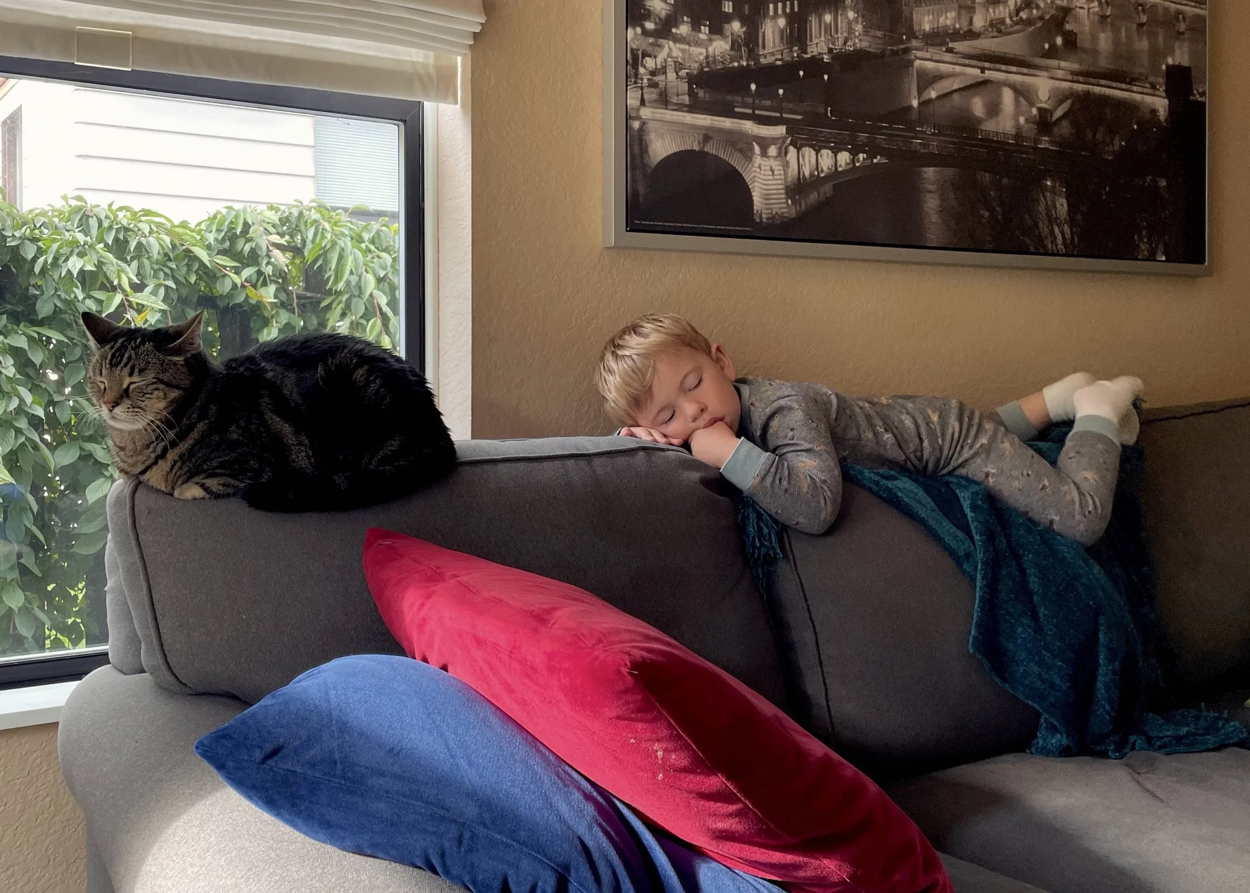 boy sleeping on back of sofa next to cat.