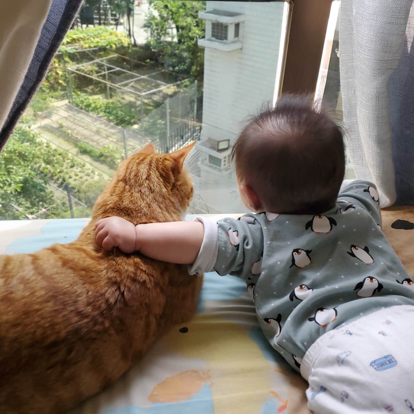 baby and cat looking out the window together