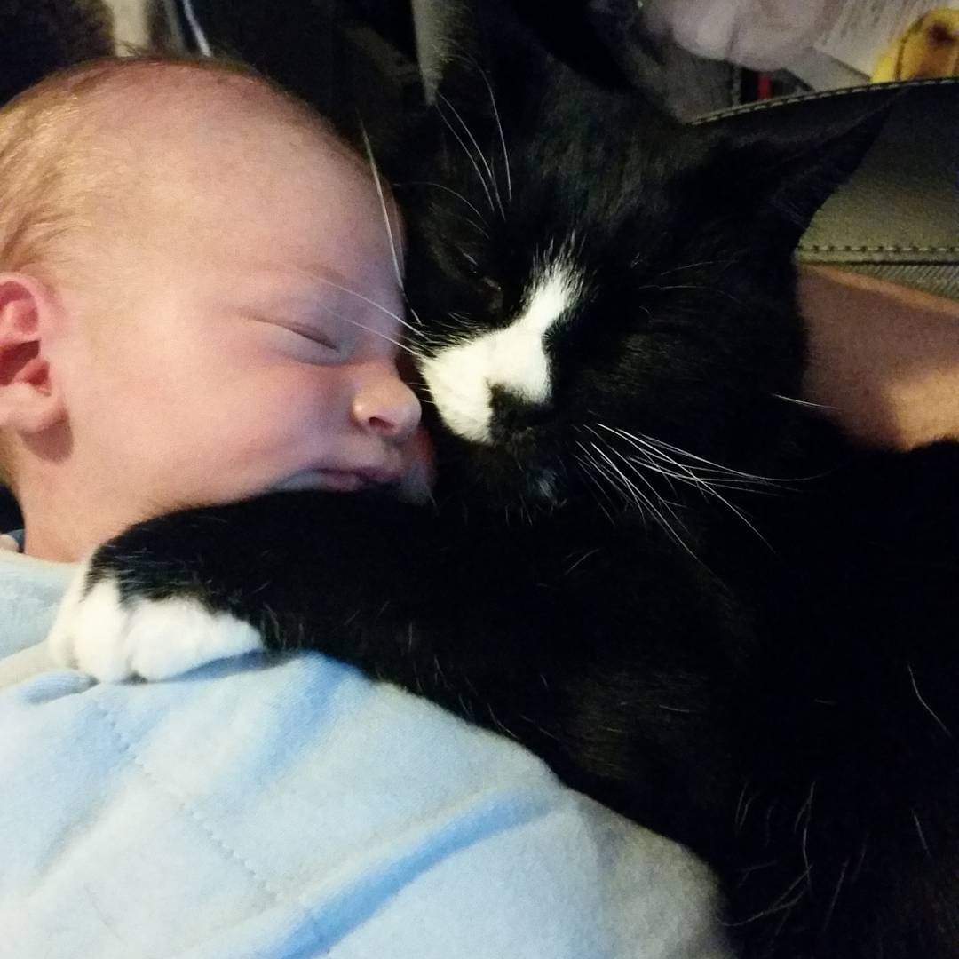 black and white cat snuggling infant