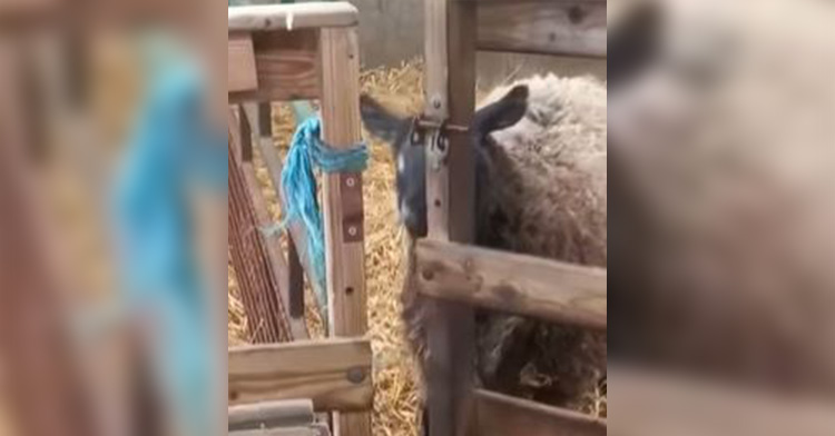 lucy the sheep about to escape from her paddock