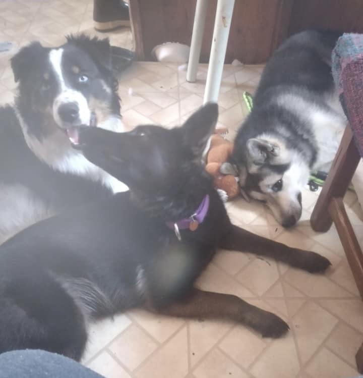Iworrigan's three dogs lying on kitchen floor.
