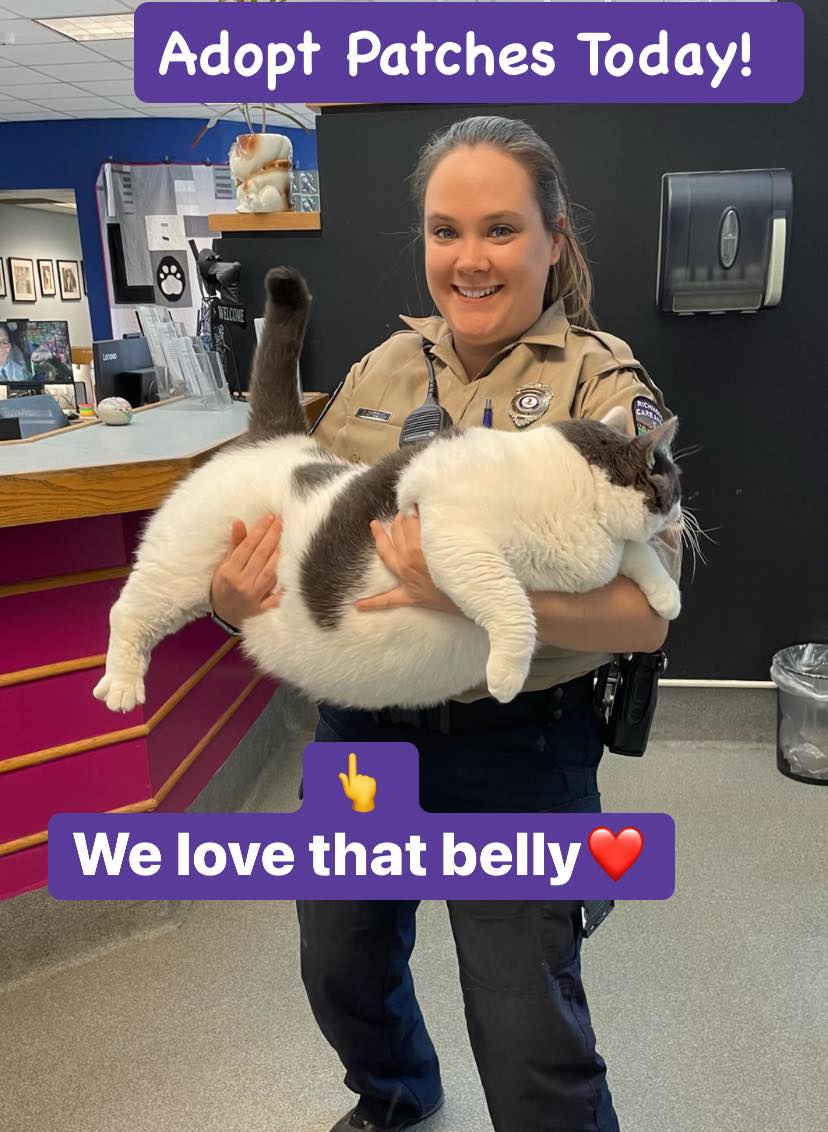 Animal control officer holds 40-pound cat, Patches.