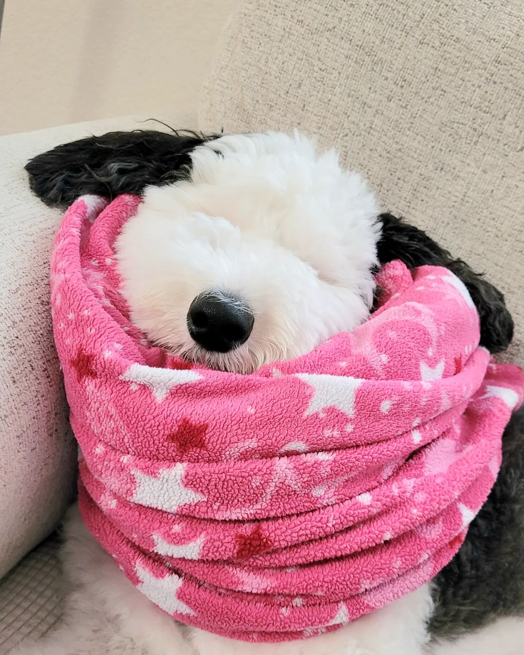 Bayley, the dog who looks like Snoopy, wrapped in pink blanket with stars on it.