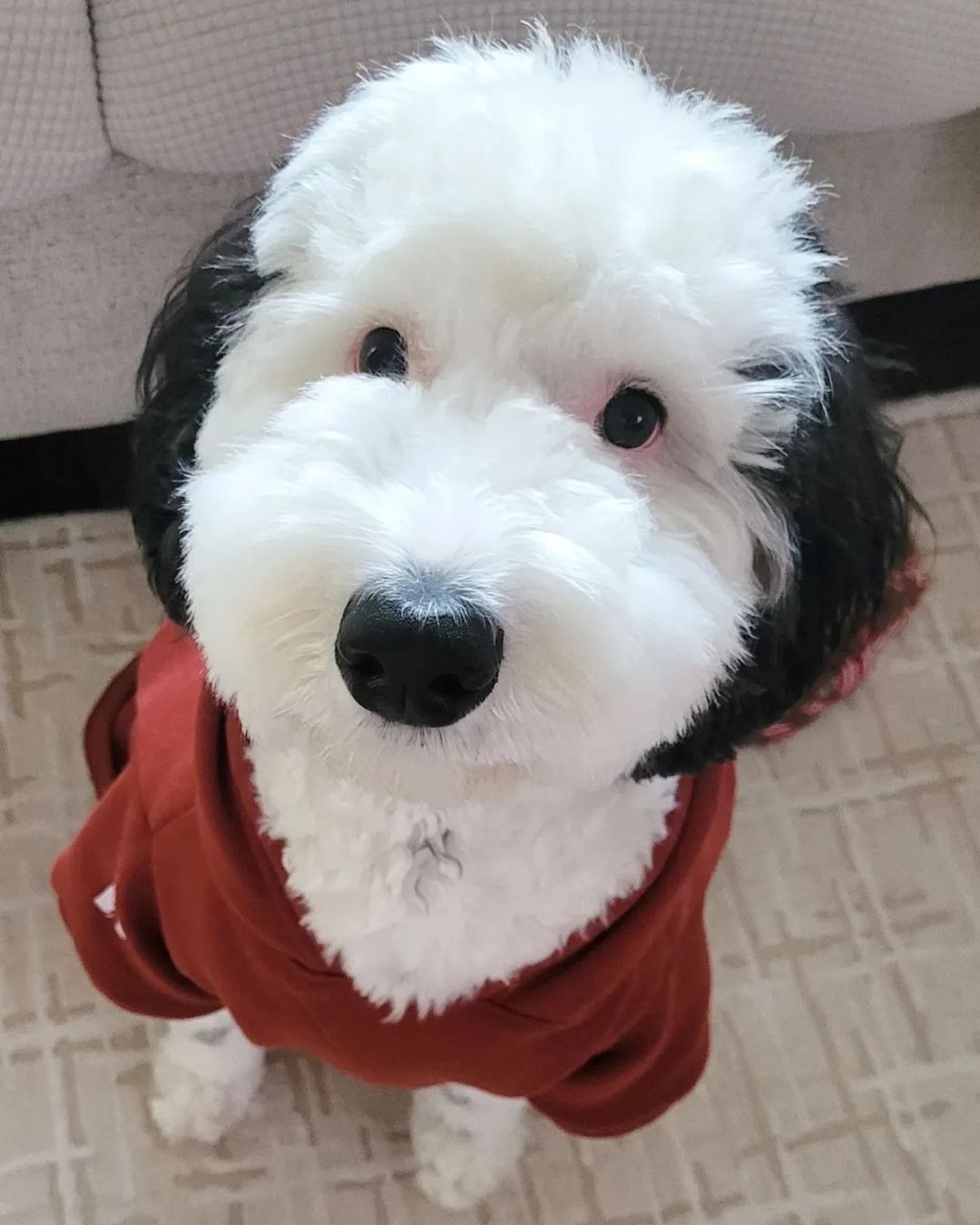 Bayley the dog who looks like Snoopy, wearing a red shirt.