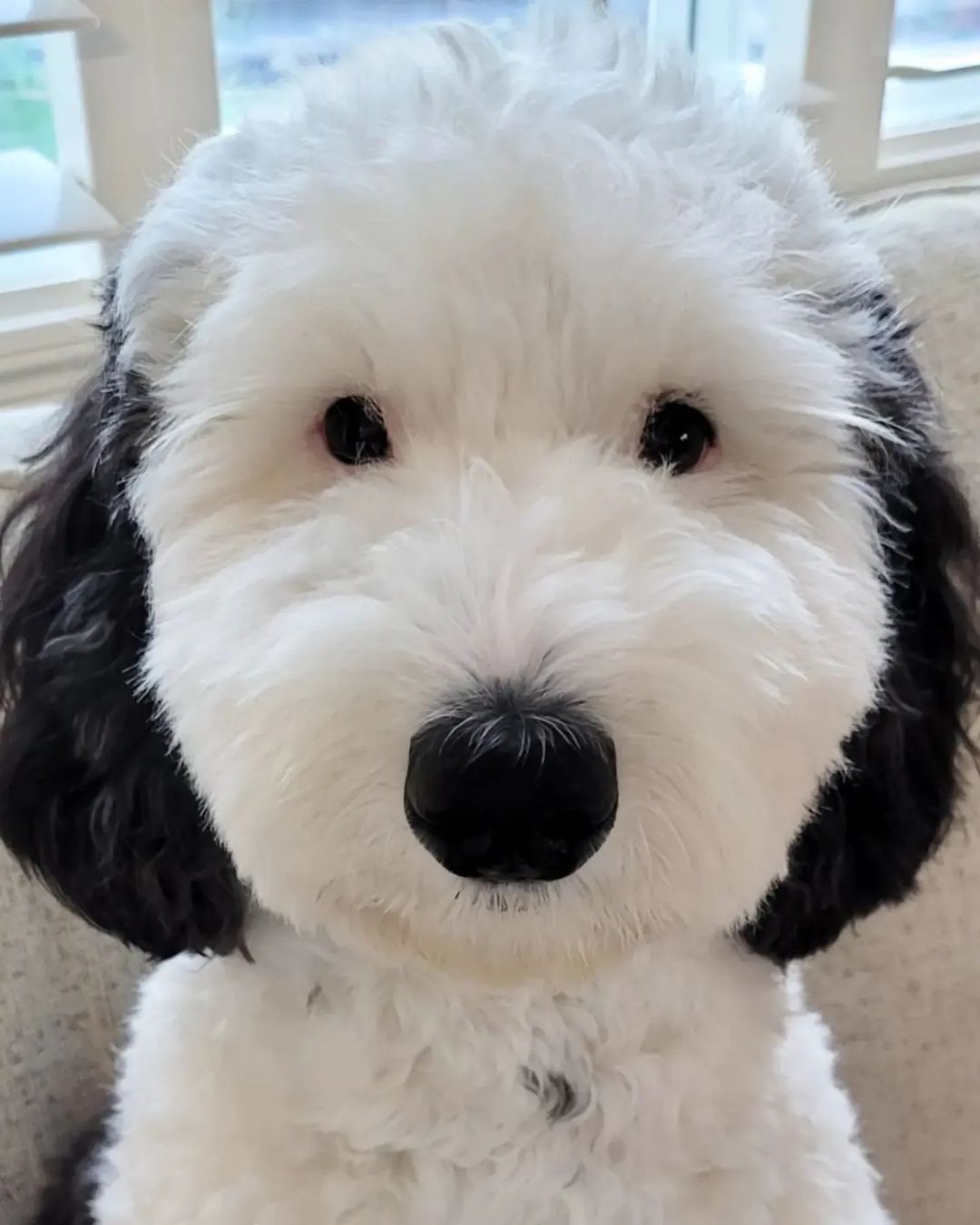 Bayley the dog who looks like Snoopy