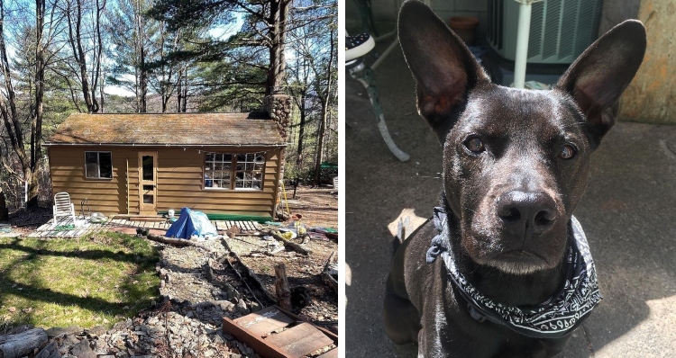 Cabin in woods and Mylo the Dog