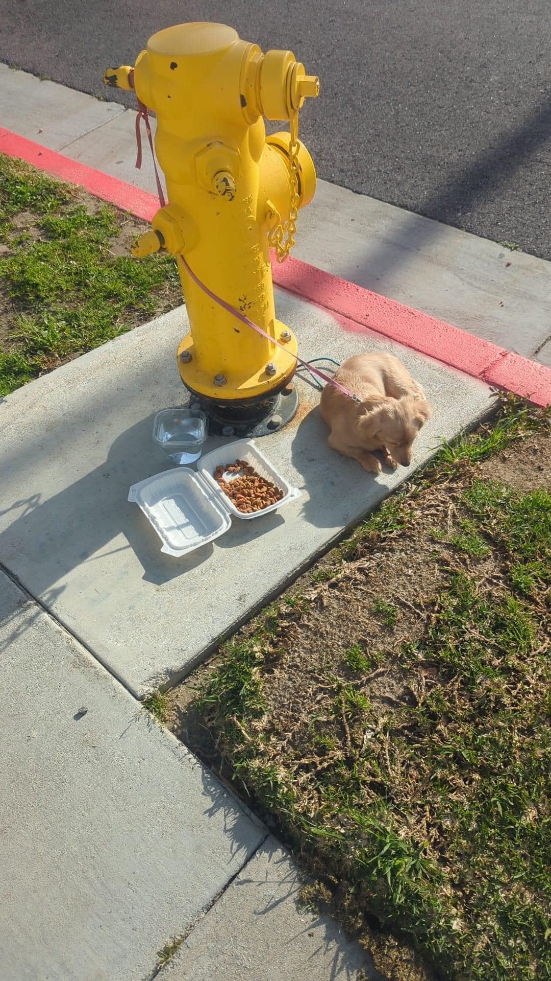 Cici the dog tied to a fire hydrant with food and water next to her.