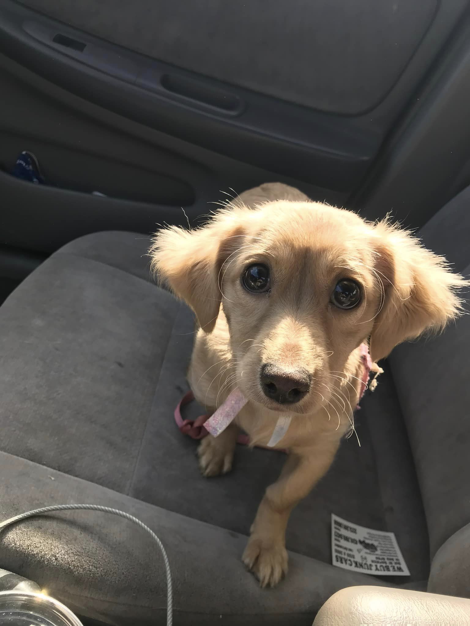 Cici the rescued dachshund mix