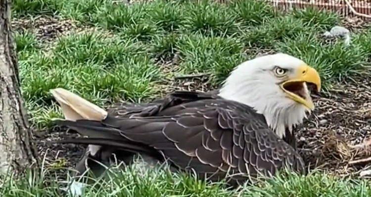 bald eagle sitting on an egg