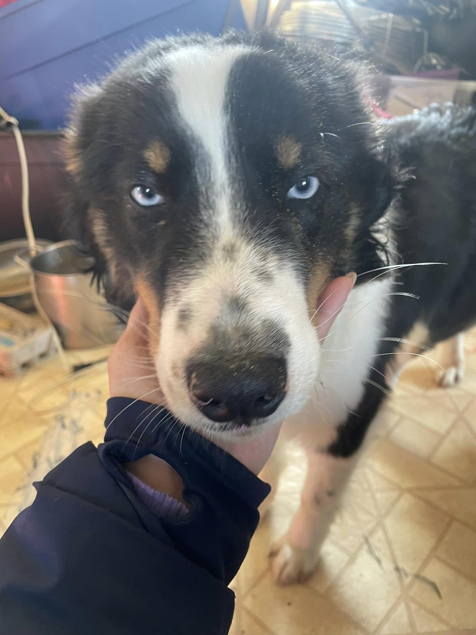 close up of Nanuq the dog, Australian shepherd with blue eyes and freckles on his nose