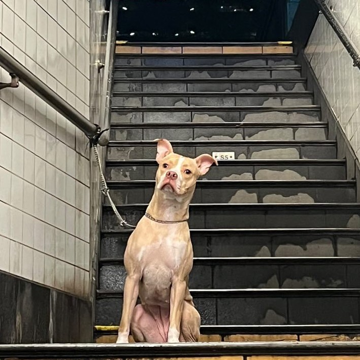 Peaches the dog tied to a railing in the NYC subway,