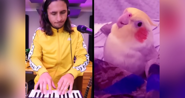 The kiffness duet with Ginger the Cockatiel