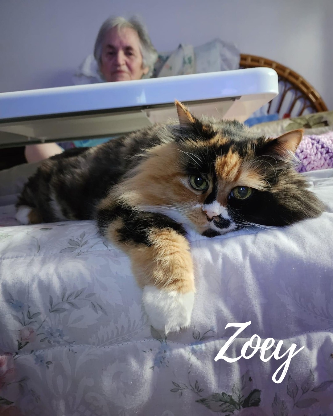 Zoey the calico cat lounging on her owner's bed.