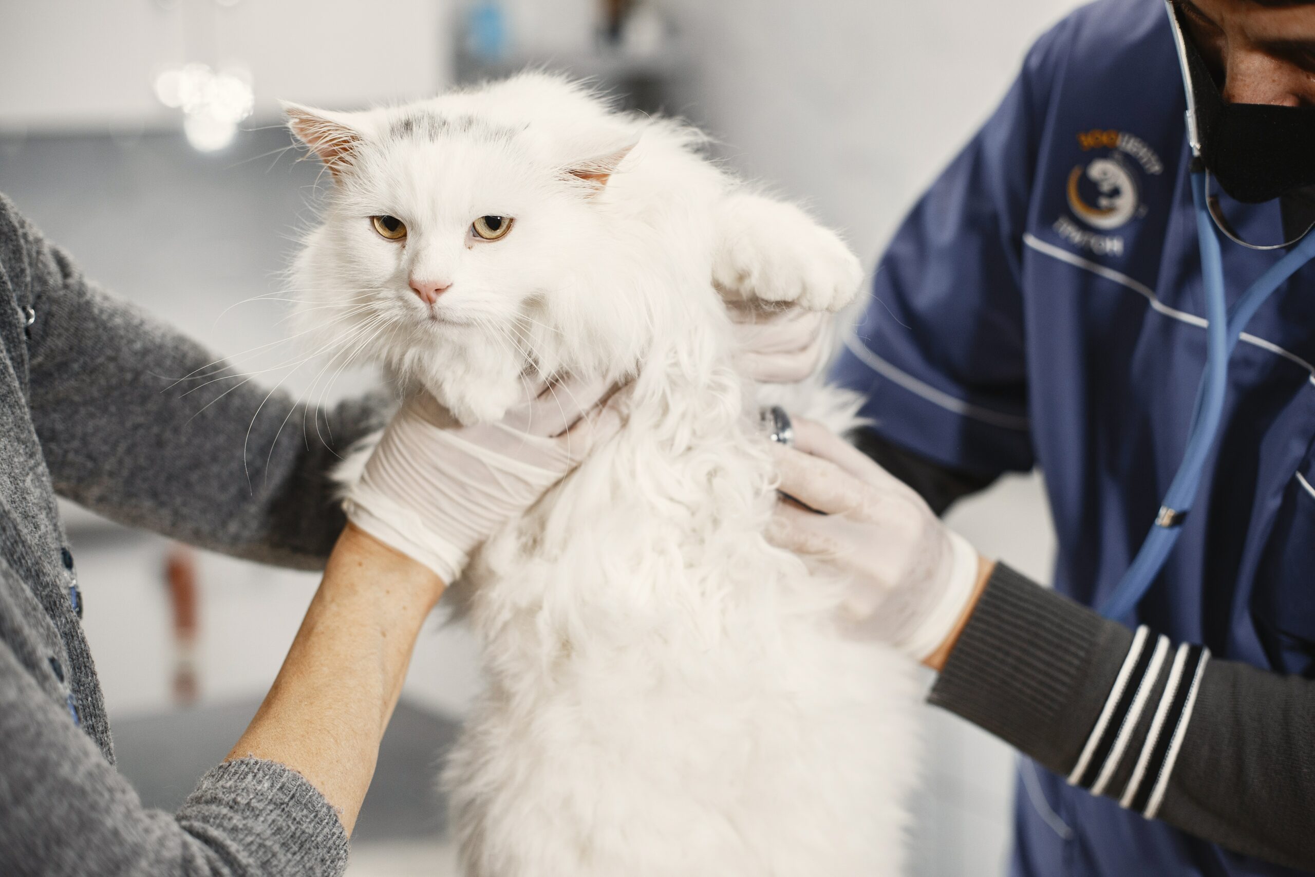 white cat being handled at vet's office