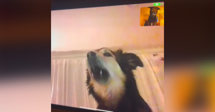 Sadie howling in excitement as she sees Rollo in a video call.