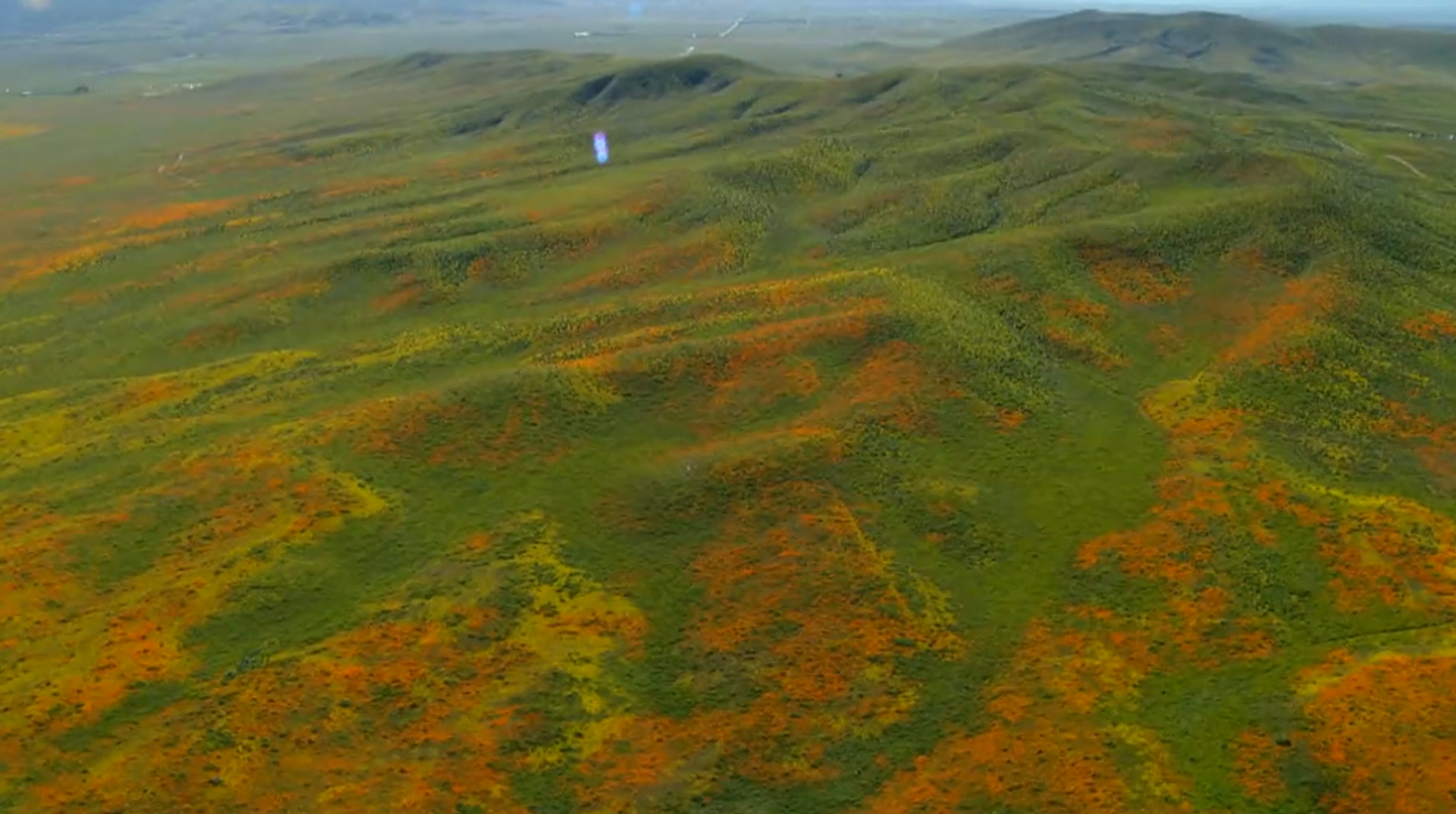 drone footage of green hills and colorful flowers in CA super bloom