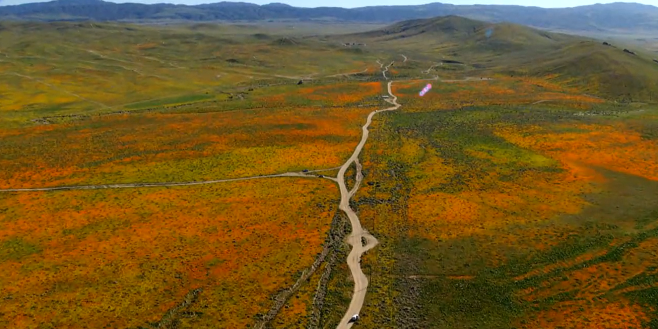 drone footage of Antelope Valley, CA during 2023 super bloom.