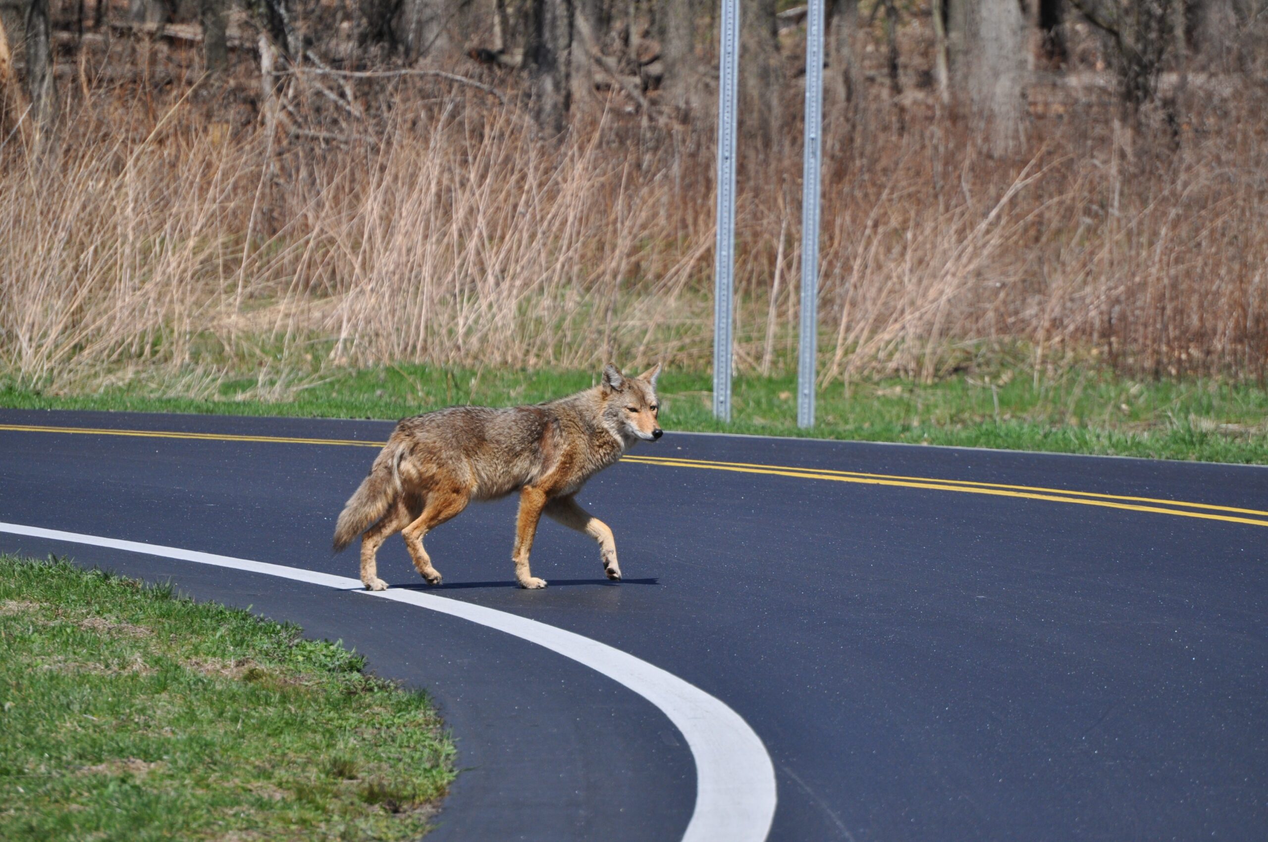 a coyote crossing the road