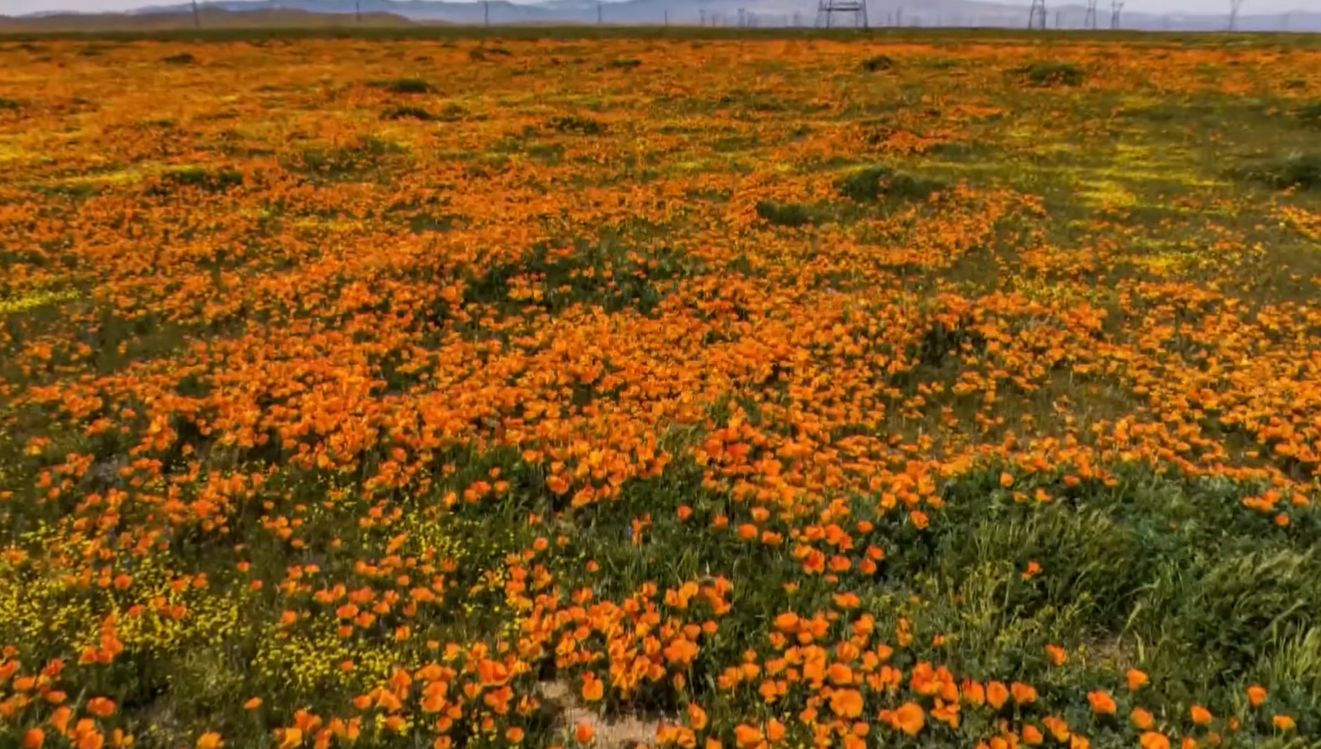 colorful field of orange poppies in California