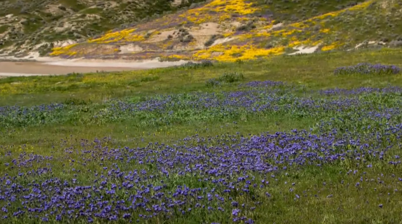 field of purple and yellow flowers during California superbloom