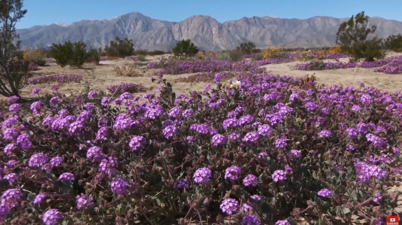 field of purple flowers with mountains in the background during the California superbloom