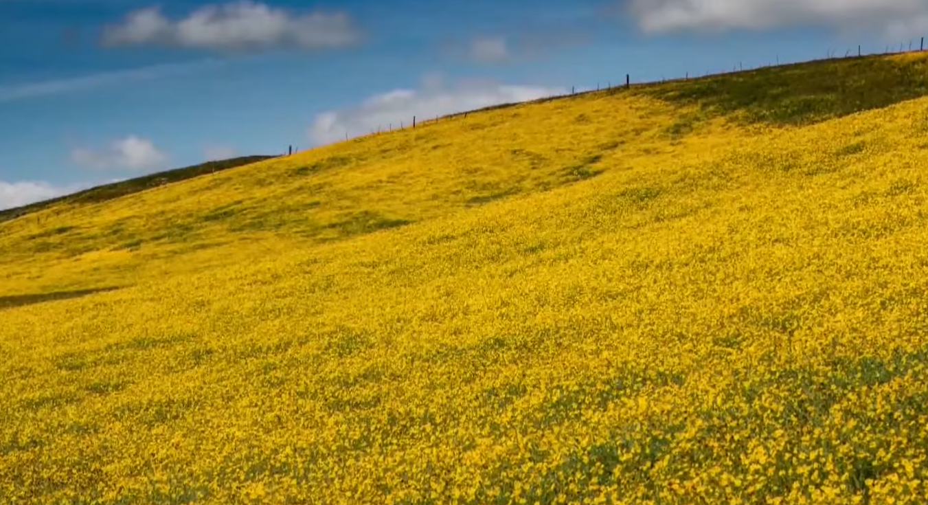 field of yellow flowers during california's superbloom